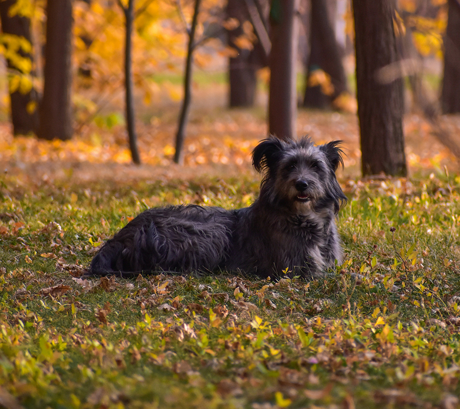 Dog resting among the trees at Sugarloaf Pet Gardens